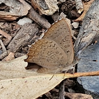 Paralucia pyrodiscus (Fiery Copper) at Bungonia, NSW - 3 Nov 2024 by trevorpreston