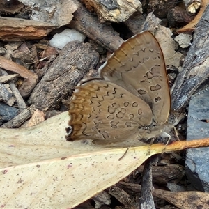 Paralucia pyrodiscus at Bungonia, NSW - suppressed