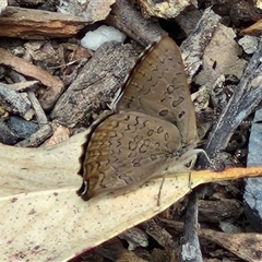 Paralucia pyrodiscus at Bungonia, NSW - 3 Nov 2024