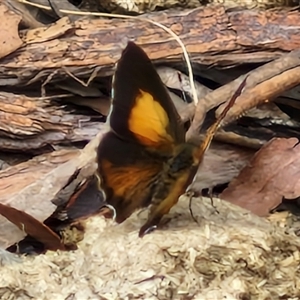 Paralucia pyrodiscus at Bungonia, NSW - suppressed