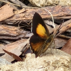 Paralucia pyrodiscus at Bungonia, NSW - suppressed