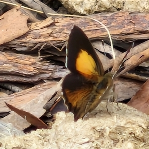 Paralucia pyrodiscus at Bungonia, NSW - suppressed