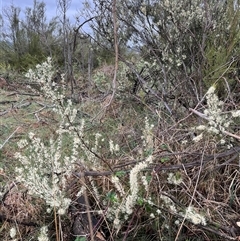 Hakea microcarpa (Small-fruit Hakea) at Gordon, ACT - 1 Nov 2024 by GG