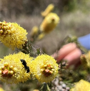 Hylaeinae (subfamily) at Bonython, ACT - 3 Nov 2024