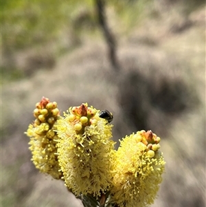 Hylaeinae (subfamily) at Bonython, ACT - 3 Nov 2024