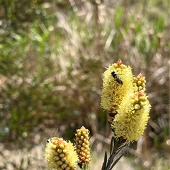 Hylaeinae (subfamily) at Bonython, ACT - 3 Nov 2024