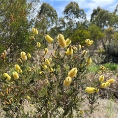 Callistemon sieberi (River Bottlebrush) at Bonython, ACT - 3 Nov 2024 by GG