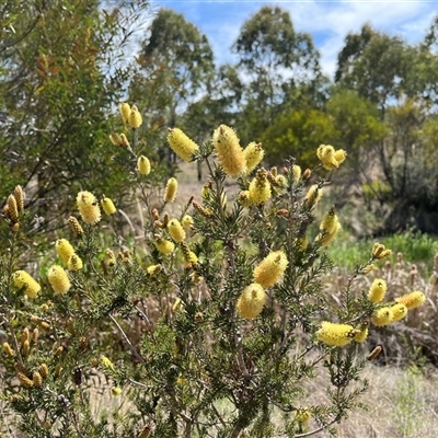 Callistemon sieberi (River Bottlebrush) at Bonython, ACT - 3 Nov 2024 by GG