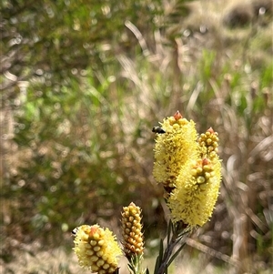 Callistemon sieberi at Bonython, ACT - 3 Nov 2024