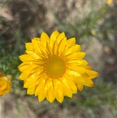 Xerochrysum viscosum (Sticky Everlasting) at Bonython, ACT - 3 Nov 2024 by GG