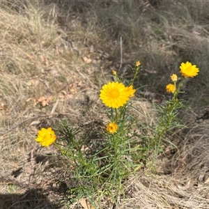 Xerochrysum viscosum at Bonython, ACT - 3 Nov 2024