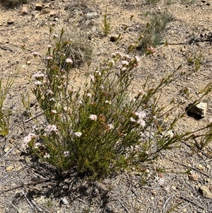 Calytrix tetragona at Bonython, ACT - 3 Nov 2024