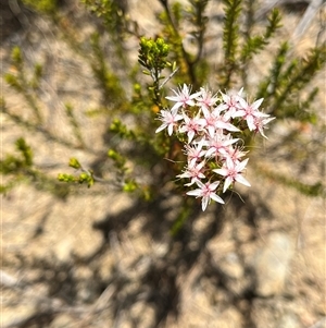 Calytrix tetragona at Bonython, ACT - 3 Nov 2024