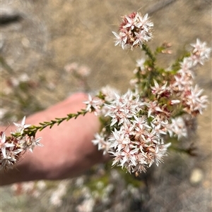 Calytrix tetragona at Bonython, ACT - 3 Nov 2024