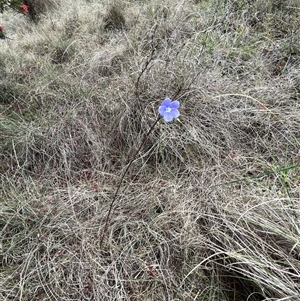 Linum marginale at Bonython, ACT - 3 Nov 2024