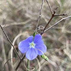 Linum marginale at Bonython, ACT - 3 Nov 2024