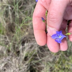 Linum marginale at Bonython, ACT - 3 Nov 2024