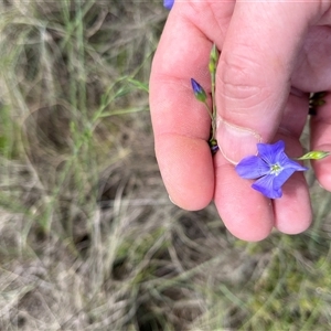 Linum marginale at Bonython, ACT - 3 Nov 2024