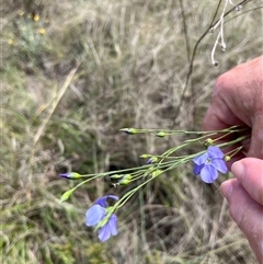 Linum marginale at Bonython, ACT - 3 Nov 2024