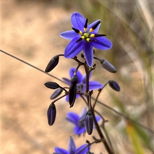 Dianella revoluta at Bonython, ACT - 3 Nov 2024