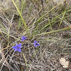 Dianella revoluta at Bonython, ACT - 3 Nov 2024