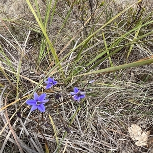 Dianella revoluta at Bonython, ACT - 3 Nov 2024