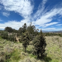 Callistemon pallidus (Lemon Bottlebrush) at Bonython, ACT - 3 Nov 2024 by GG