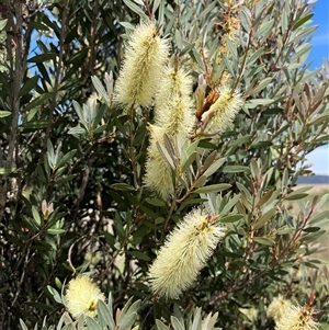 Callistemon pallidus at Bonython, ACT - 3 Nov 2024 11:26 AM