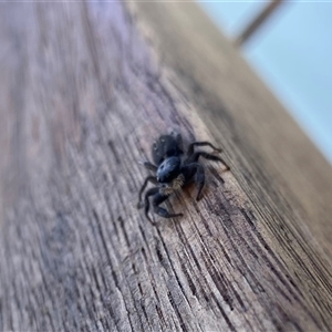 Ocrisiona sp. (genus) at Fisher, ACT - 3 Nov 2024