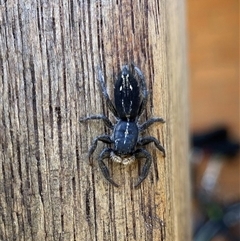 Ocrisiona sp. (genus) at Fisher, ACT - 3 Nov 2024