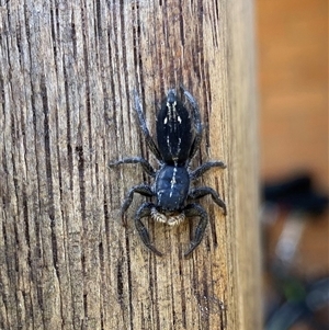 Ocrisiona sp. (genus) at Fisher, ACT - 3 Nov 2024