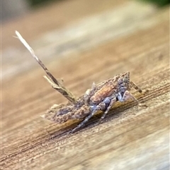 Fulgoroidea (superfamily) (Unidentified fulgoroid planthopper) at Fisher, ACT - 26 Oct 2024 by Vera