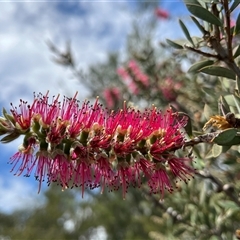 Callistemon (genus) (A Bottlebrush) at Bonython, ACT - 3 Nov 2024 by GG