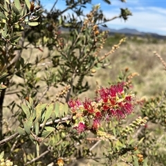 Callistemon (genus) at Bonython, ACT - 3 Nov 2024 11:28 AM