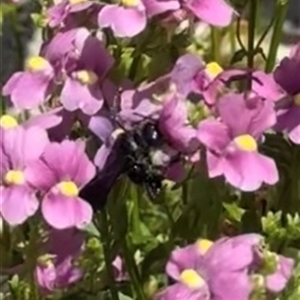 Apiformes (informal group) at Murrumbateman, NSW - 3 Nov 2024