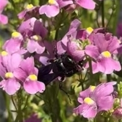 Apiformes (informal group) at Murrumbateman, NSW - 3 Nov 2024