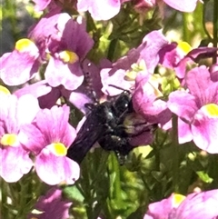 Apiformes (informal group) at Murrumbateman, NSW - 3 Nov 2024