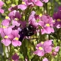 Apiformes (informal group) at Murrumbateman, NSW - 3 Nov 2024