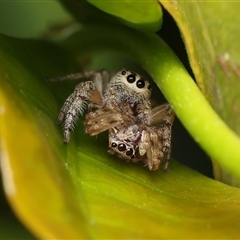 Opisthoncus sp. (genus) (Unidentified Opisthoncus jumping spider) at Monash, ACT - 28 Oct 2024 by debhart