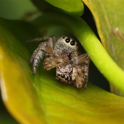 Opisthoncus sp. (genus) (Unidentified Opisthoncus jumping spider) at Monash, ACT - 28 Oct 2024 by debhart