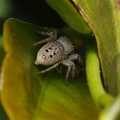 Opisthoncus sp. (genus) at Monash, ACT - suppressed