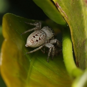 Opisthoncus sp. (genus) at Monash, ACT - suppressed