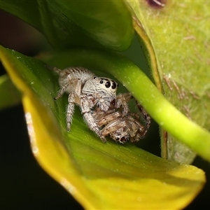 Opisthoncus sp. (genus) at Monash, ACT - suppressed