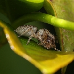 Opisthoncus sp. (genus) at Monash, ACT - 28 Oct 2024