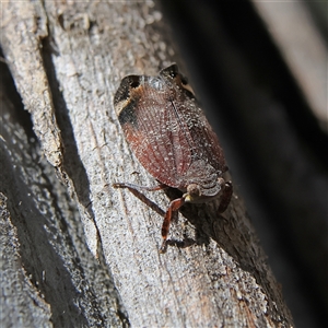 Platybrachys decemmacula at Higgins, ACT - 2 Nov 2024