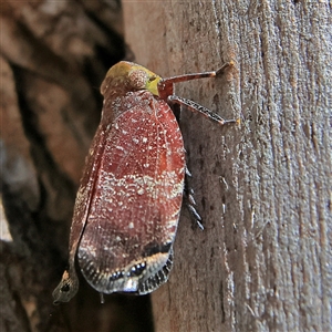 Platybrachys decemmacula at Higgins, ACT - 2 Nov 2024