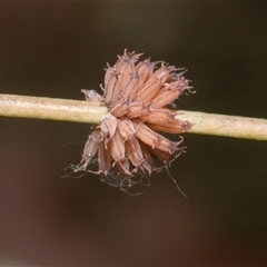 Paropsis atomaria (Eucalyptus leaf beetle) at Nicholls, ACT - 31 Oct 2024 by AlisonMilton