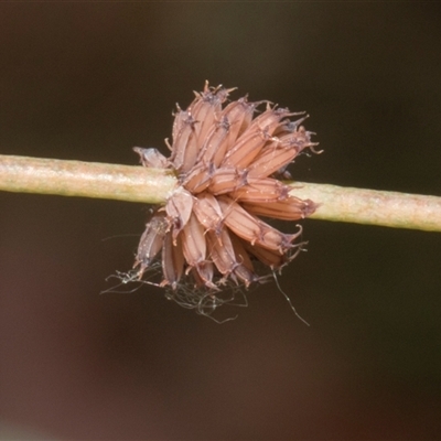 Paropsis atomaria (Eucalyptus leaf beetle) at Nicholls, ACT - 1 Nov 2024 by AlisonMilton