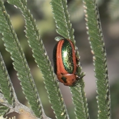 Calomela curtisi (Acacia leaf beetle) at Weetangera, ACT - 26 Oct 2024 by AlisonMilton