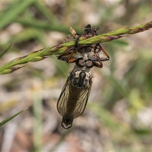 Dolopus rubrithorax at Weetangera, ACT - 26 Oct 2024